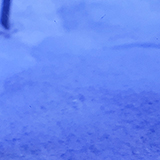 チンアナゴの写真